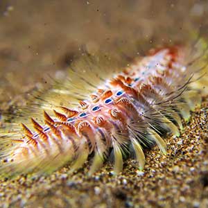 Golden Fireworm (Chloeia flava)in Dauin, Philppines