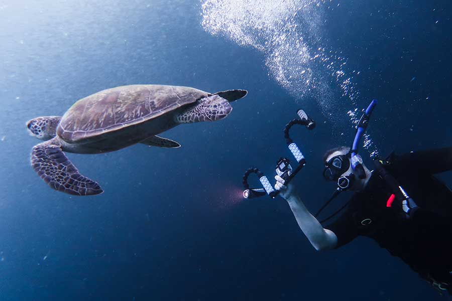 Underwater photography mistakes: Rushing Towards Your Subject