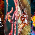 100 of the most popular marine life in the Philippines