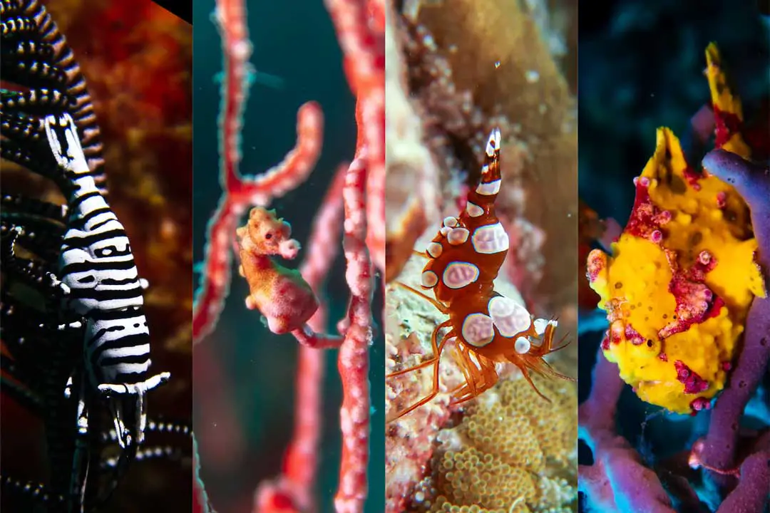 100 of the most popular marine life in the Philippines