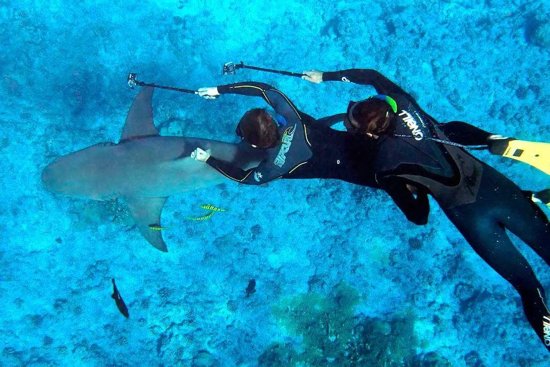 Divers love touching marine life for the sake of a photo. A huge no-no in diving.