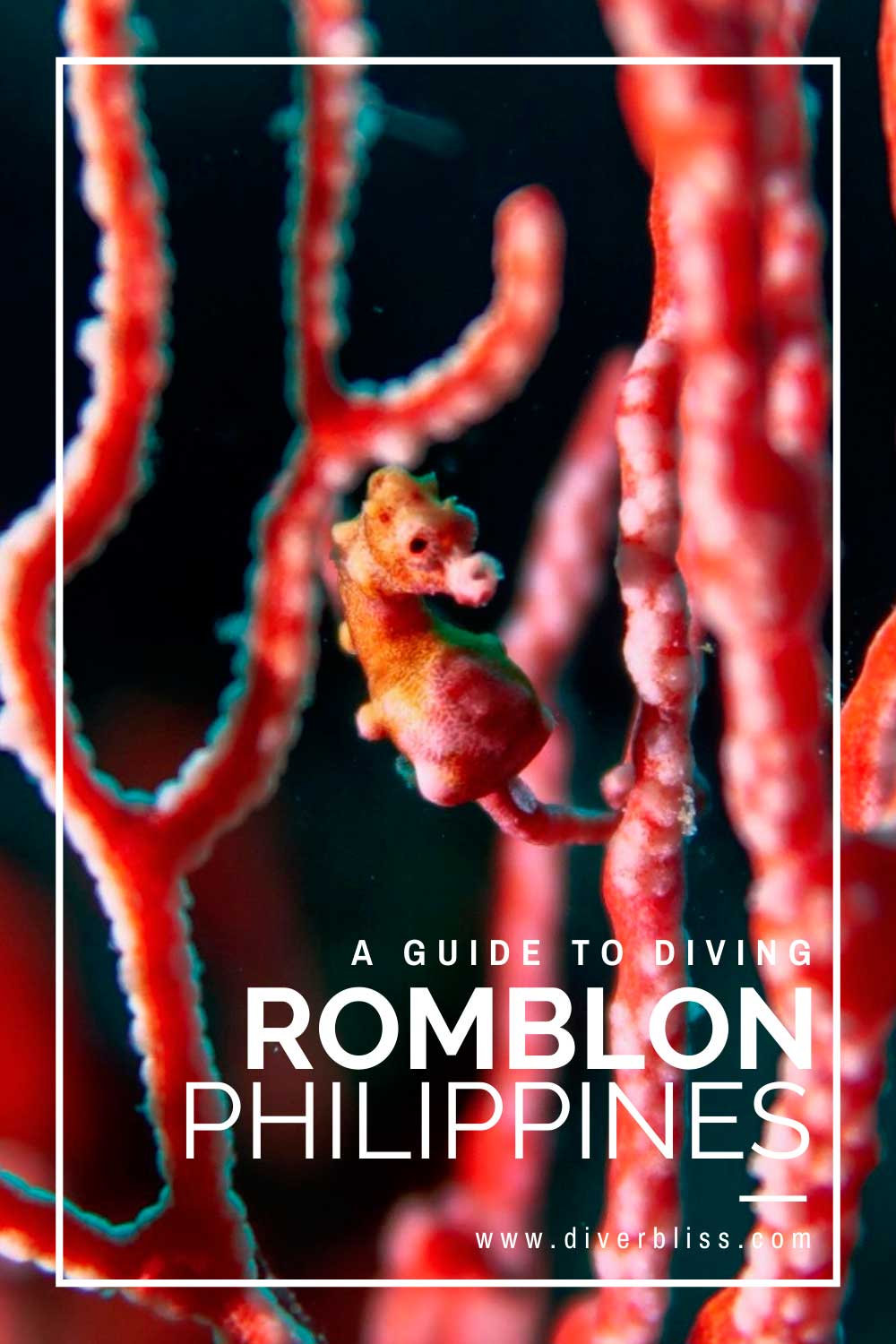 A Guide to Diving Romblon Philippines