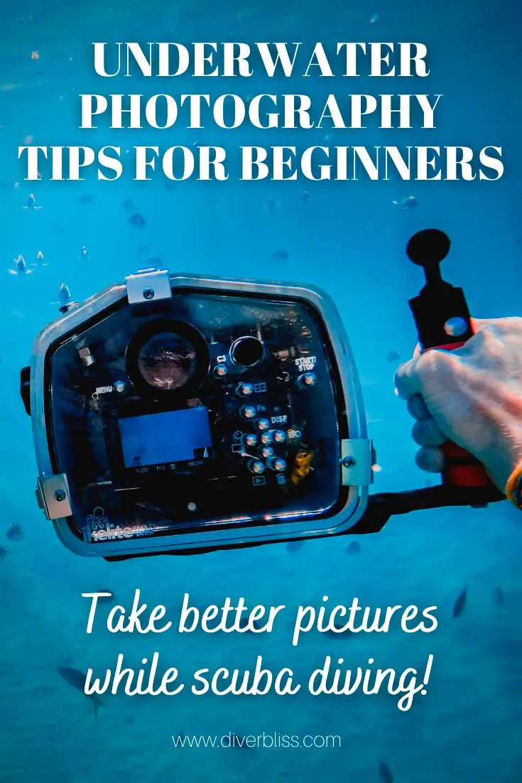 Underwater Photography Tips for Beginners: Take beter pictures while scuba diving!