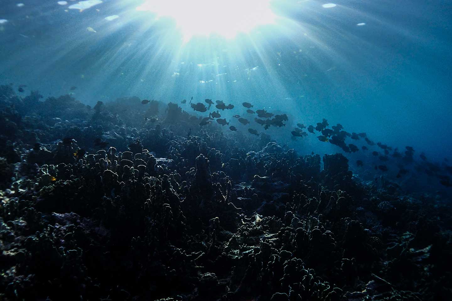 How to take underwater photos using natural light