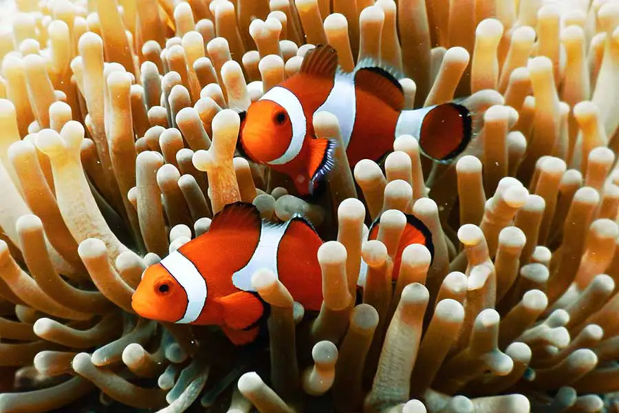 Anemone and Clownfish is one of the most popular mutualism examples in the ocean