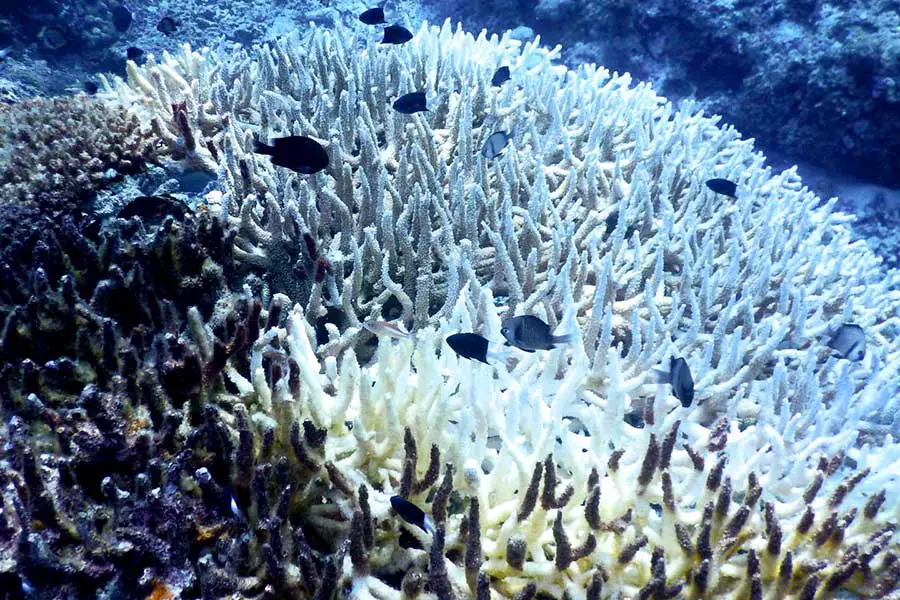 Mutualism Relationship between corals and Xoozanthelae is crucial to its survival