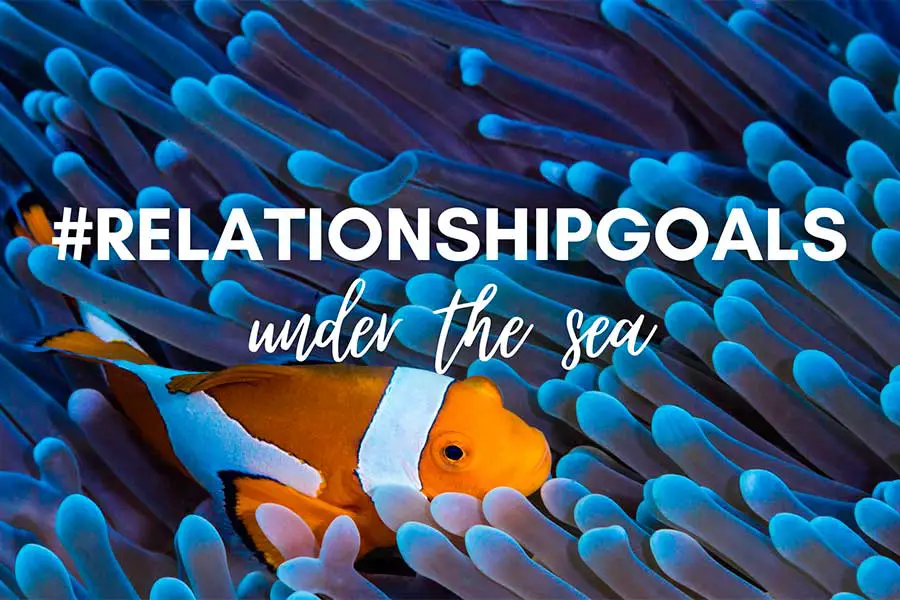 Relationships under the sea