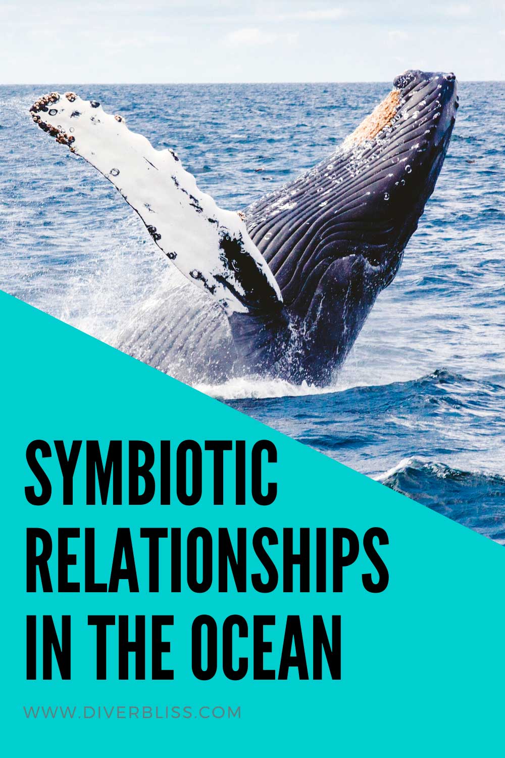 symbiotic relationships in the ocean