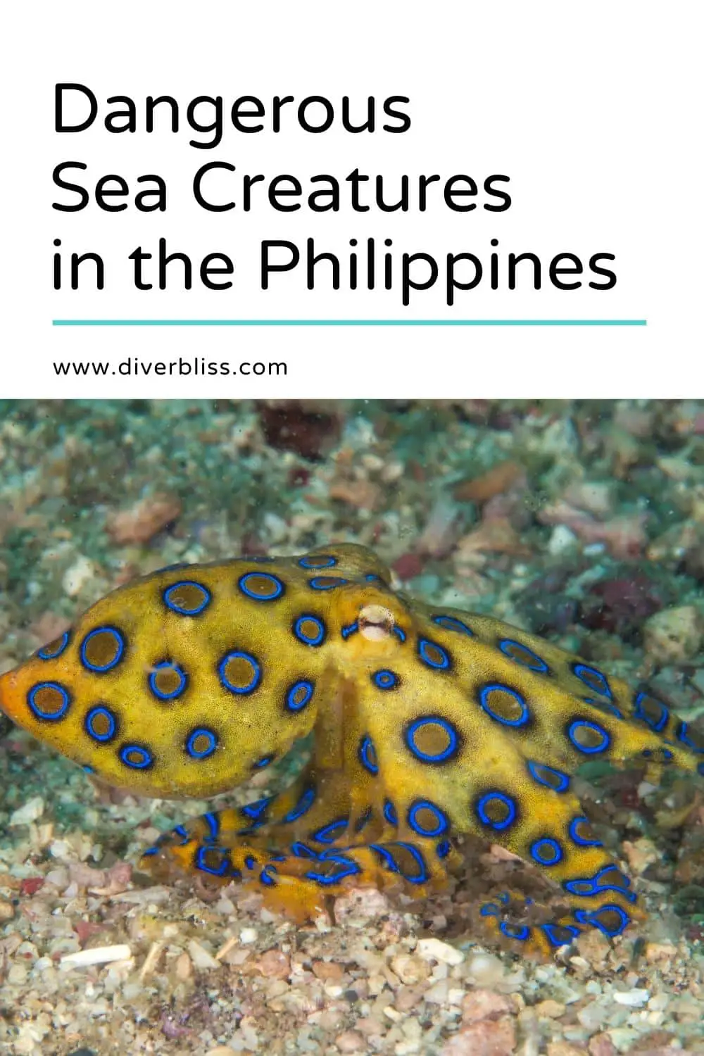 Dangerous sea creatures in the Philippines
