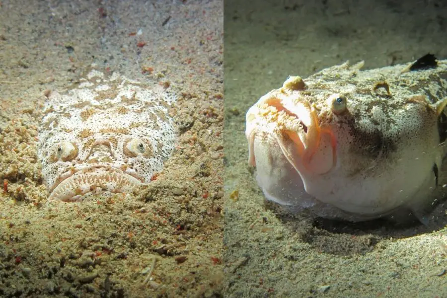 Dangerous sea creature: stargazer in puerto galera philippines