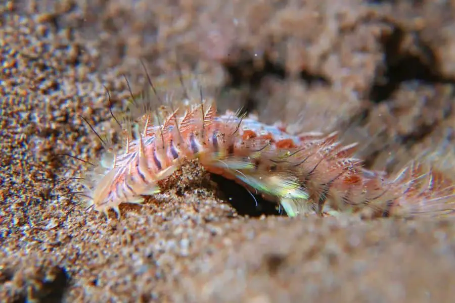 Dangerous sea animal: fire worm in dauin, philippines