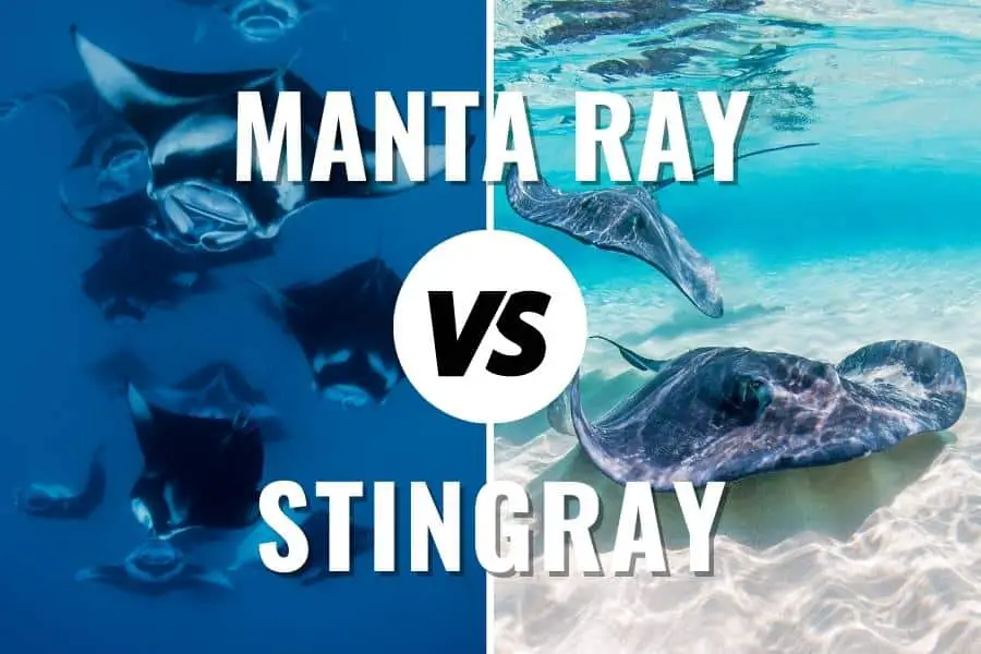Manta Ray vs Stingray Comparison