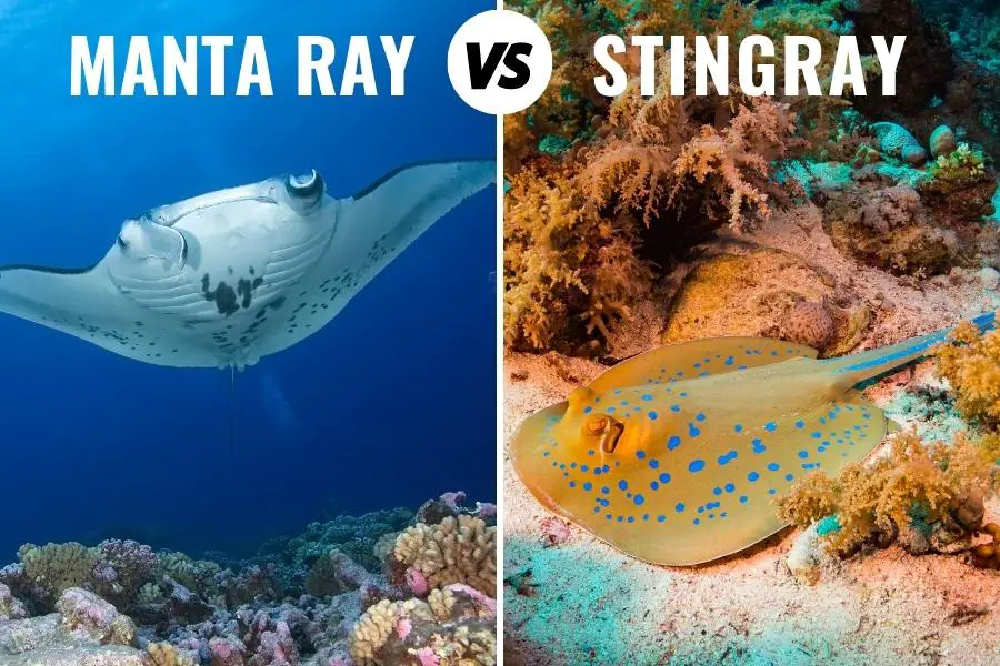 Manta ray and stingray pictures:  Difference in size, shape, color and habitat