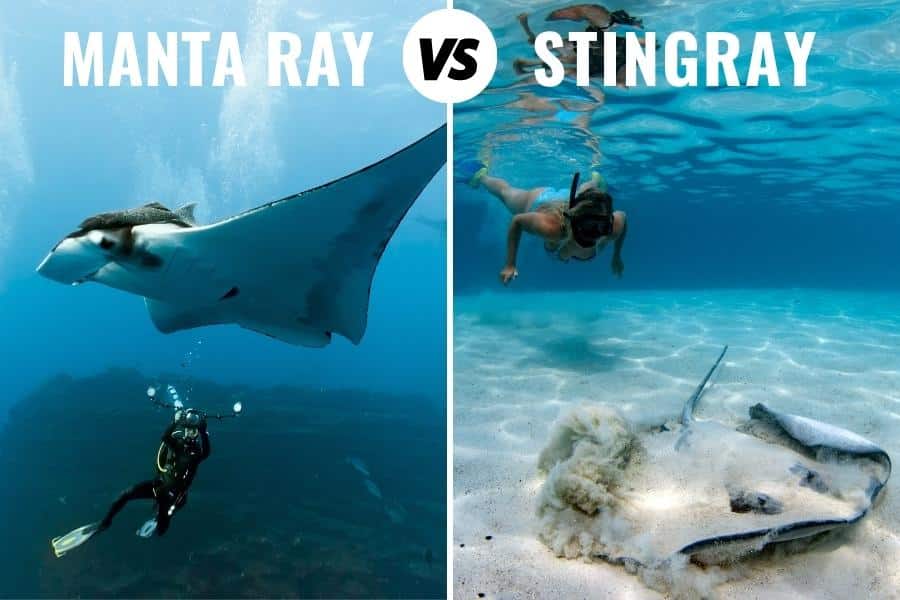 Manta Ray vs stingray pictures with human interactions