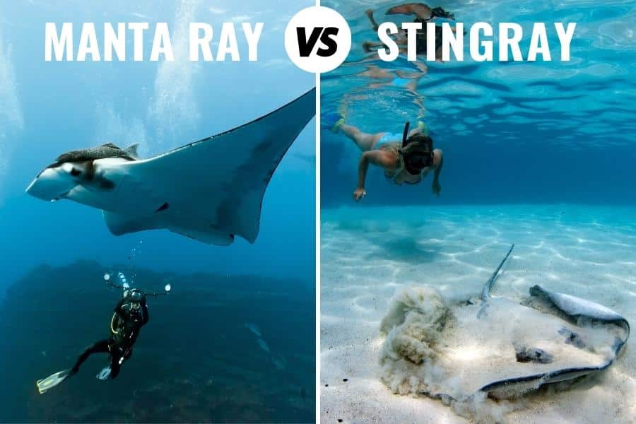 Manta Ray Vs Stingray: How To Tell Them Apart (+ Pictures)