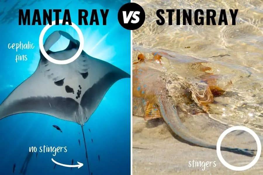 manta ray vs stingray differences featuring their unique characteristics