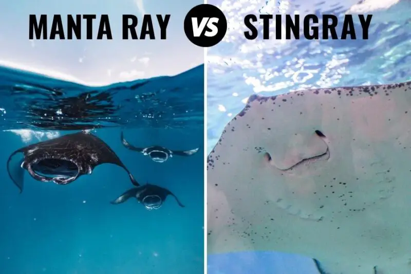 Difference between stingray and manta ray - daysgerty