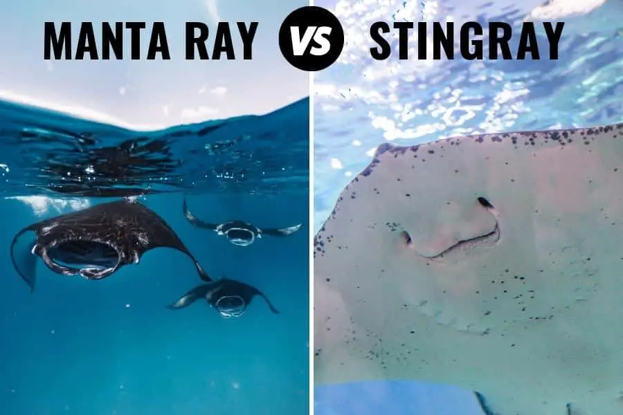 manta ray vs stingray pictures of their mouths