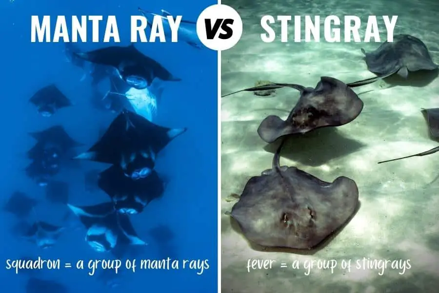 Manta ray vs stingray pictures as a group: Squadron is a group of manta rays and fever is a group of stingrays 