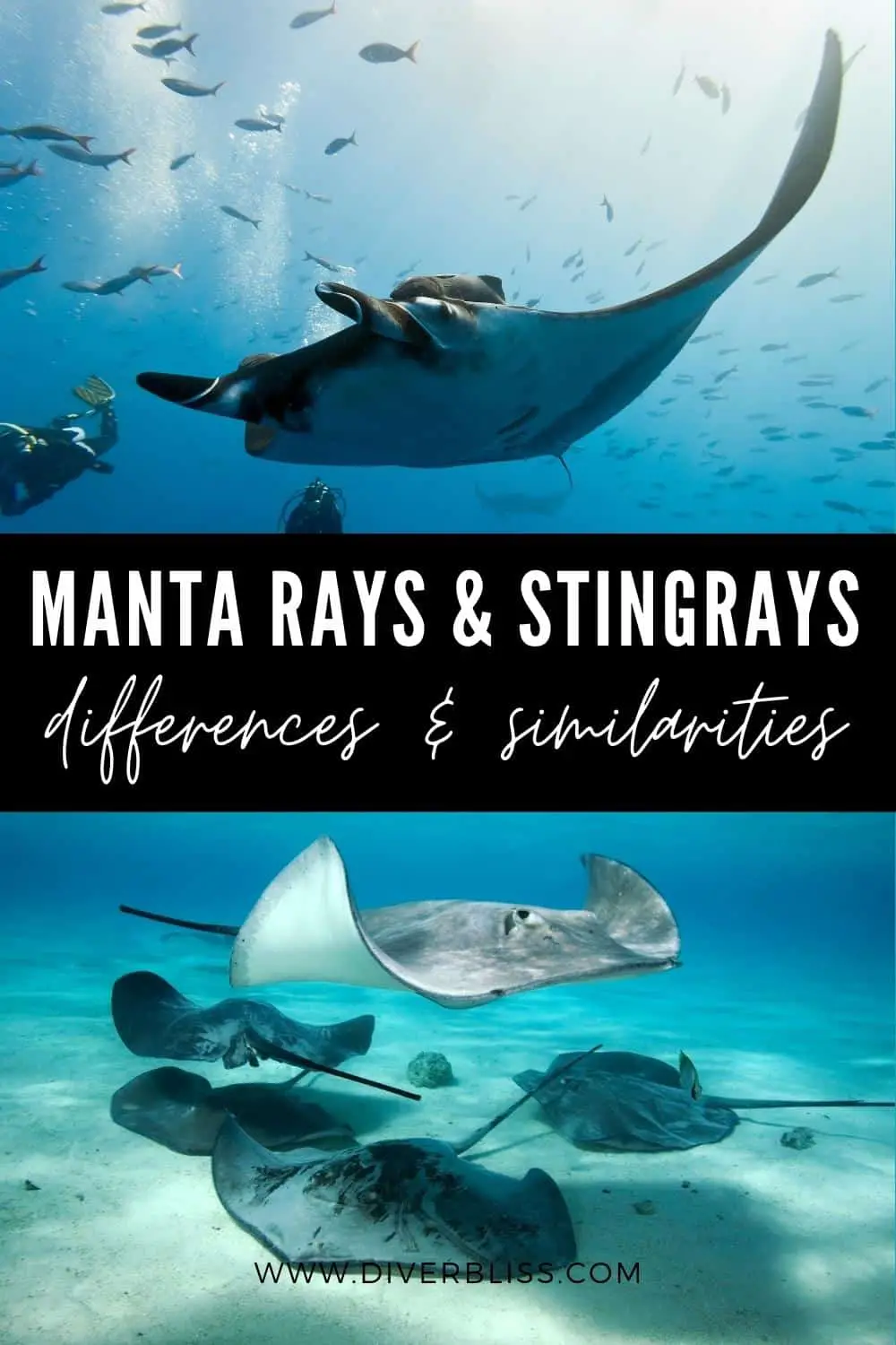 manta rays vs stingrays differences and similarities