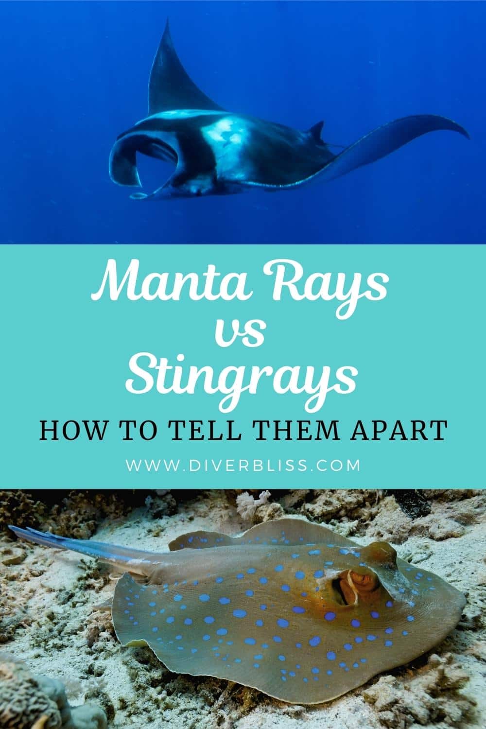 manta rays vs stingrays how to tell them apart