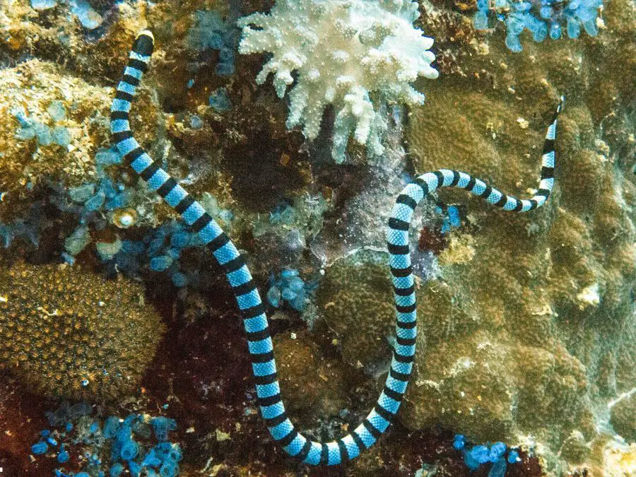 Banded Sea Snake dangerous sea reptile