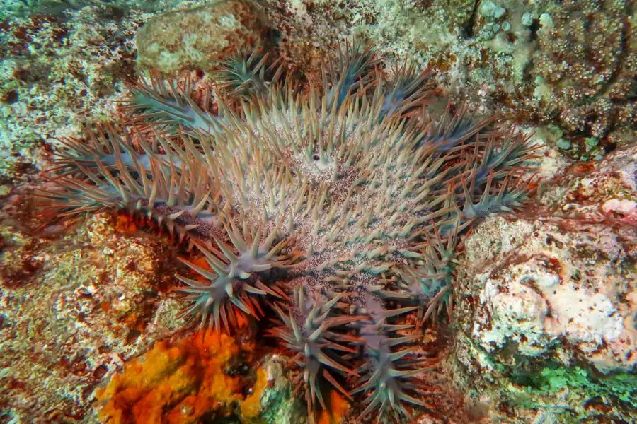Dangerous sea creature: Crown of thorns starfish in Apo Reef, Philippines
