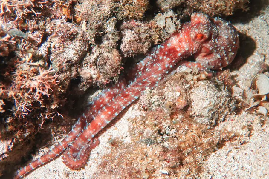 Dangerous sea creatures: starry starry night octopus