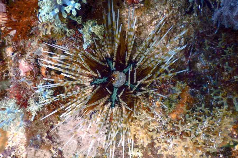 venomous sea animal: sea urchins
