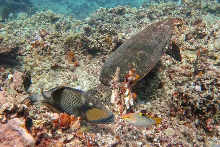 Titan Triggerfish are known to attack divers when they swim close to their nest