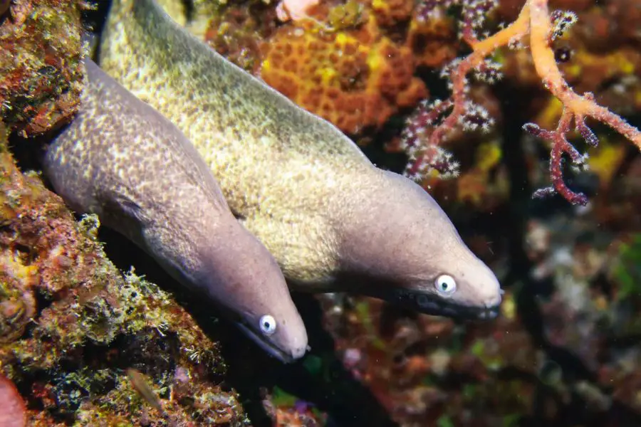 dangerous creatures under the sea- Moray eels