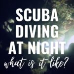 Scuba diving at night: what is it like?