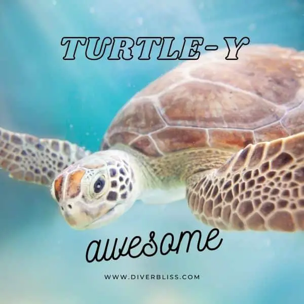 Witty Ocean and Sea Puns: Turtley awesome