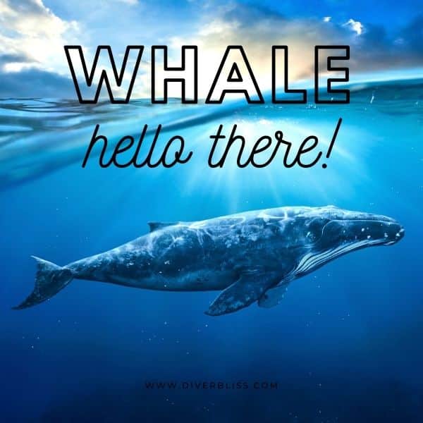 Witty Ocean and Sea Puns: whale hello there! 