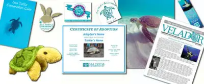 Adopt a Sea Turtle with Sea Turtle Conservancy