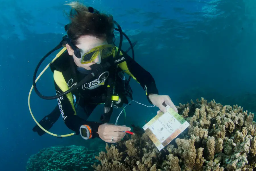 Be citizen scientist when you take the PADI CoralWatch Coral Health Chart Distinctive Specialty