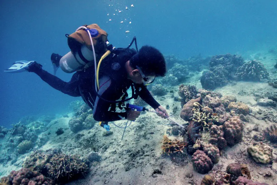 Learn how to address COTs infestation when you take the PADI Crown of Thorns Management Divers Course