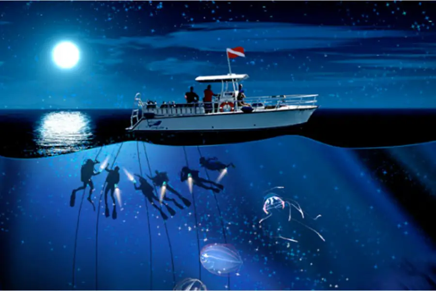 Illustration of black water diving during a PADI Pelagic Magic Diver course