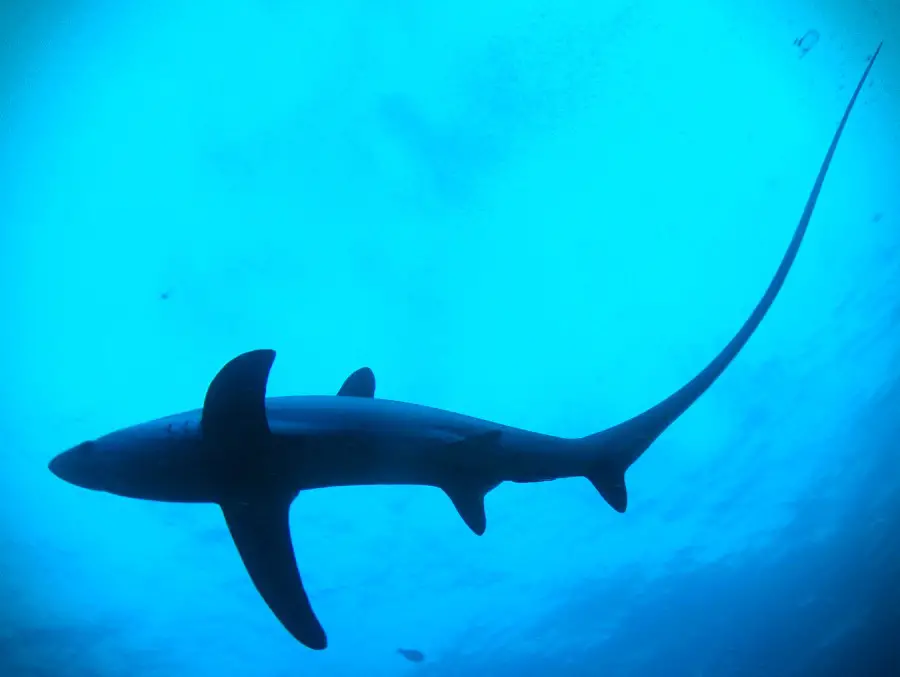 Encounter this amazing shark in Malapascua when you take the PADI Thresher Shark Diver Distinctive Specialty