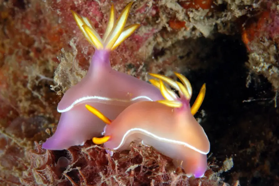 One of the nudibranchs you could see when you take the PADI Vietnam Nudibranch Distinctive Specialty Course 