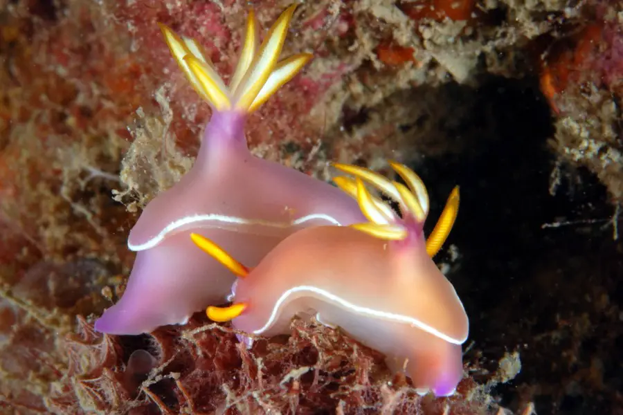 One of the nudibranchs you could see when you take the PADI Vietnam Nudibranch Distinctive Specialty Course