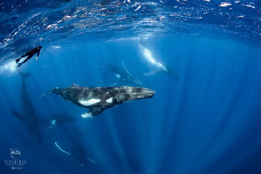 Learn how you can protect these ocean giants when you take the PADI Whale Defender Distinctive Specialty