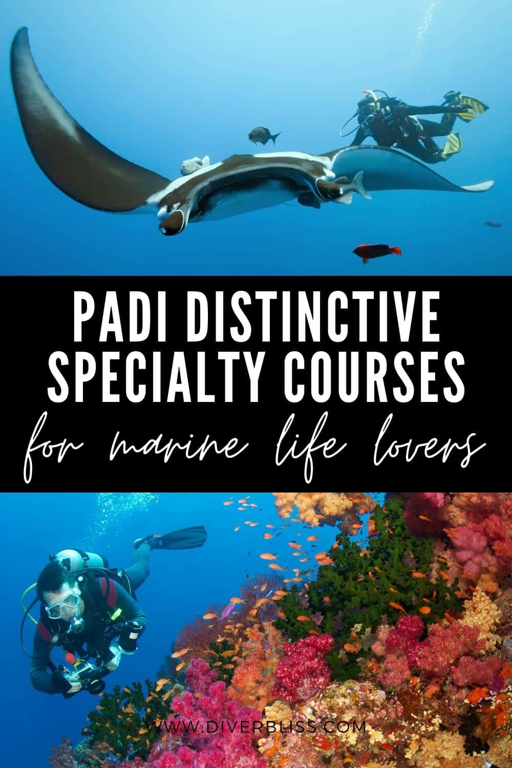 PADI distinctive specialty courses for marine life lovers