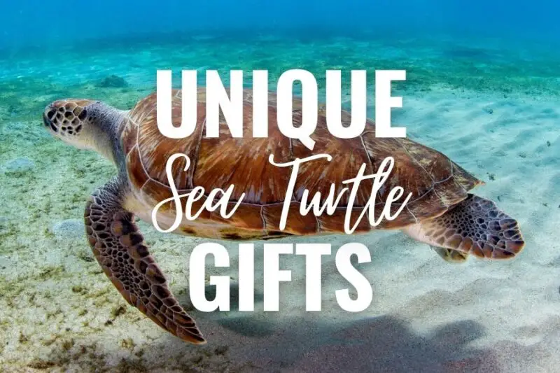 Unique Sea Turtle Gifts: 31 Gift Ideas For Turtle Lovers