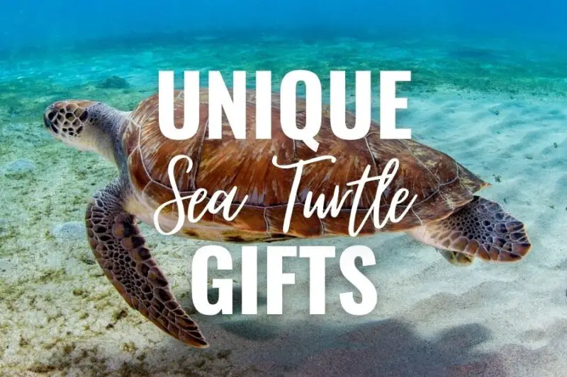 Unique Sea Turtle Gifts 31 Gift Ideas For Turtle Lovers