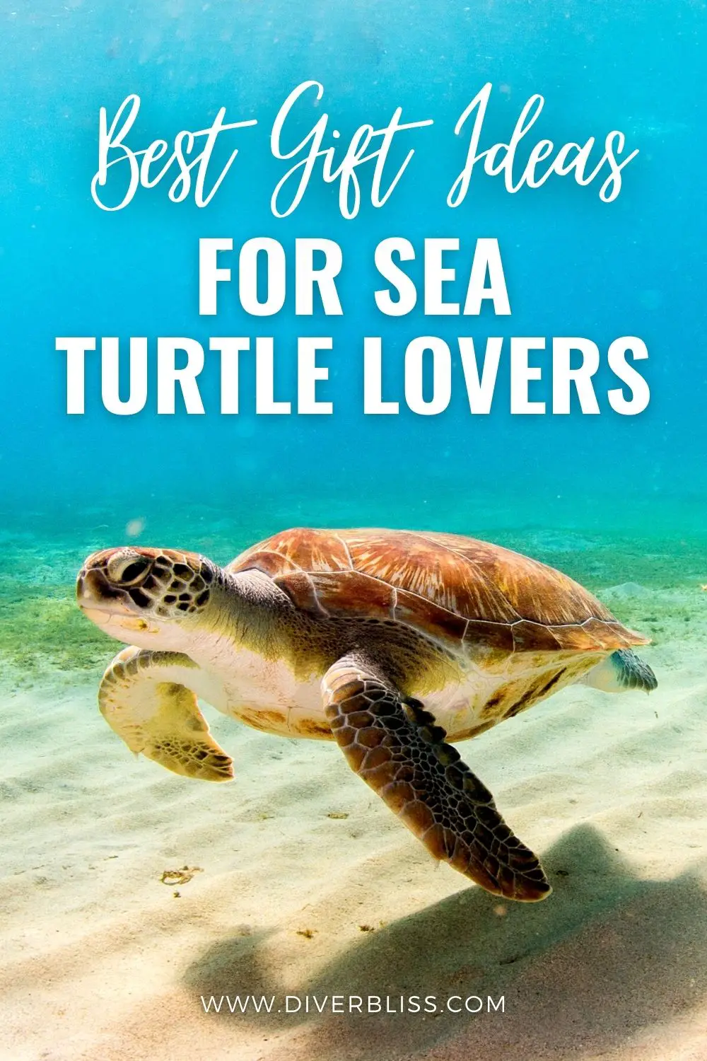 Best Gift Ideas for Sea Turtle Lovers