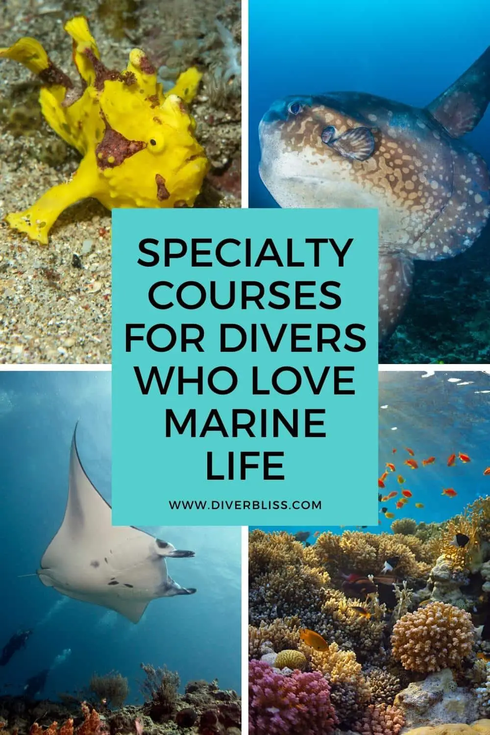 Specialty courses for divers who love marine life
