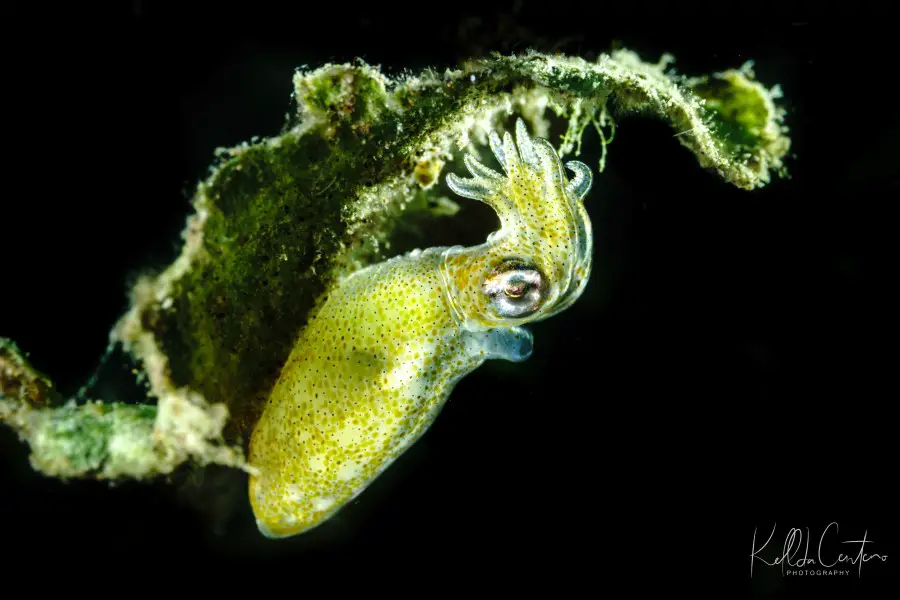 Pygmy Squid hanging onto a piece of algae in Anilao, shot by Kellda Ceneno