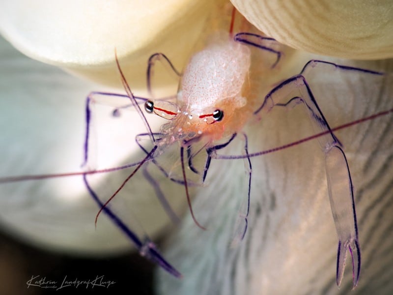 Bubble Coral Shrimp (Vir philippinensis) in its preferred home.... a Bubble Coral in Pemuteran, Bali- Underwater Photo by Kathrin Landgraf-Kluge