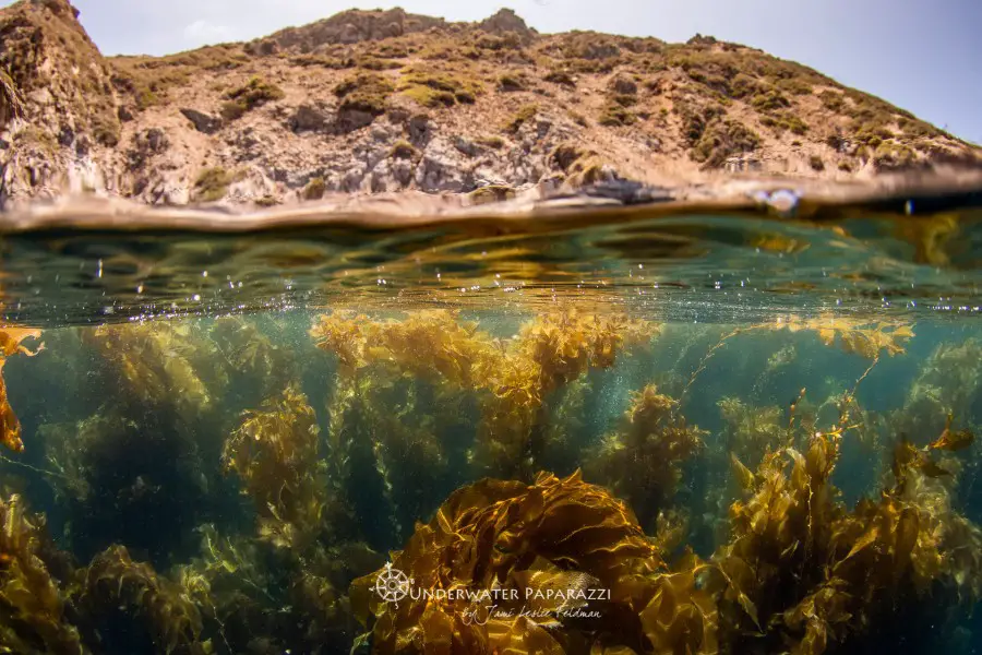 Beautiful kelp forest in the Channel Islands, Underwater Photography by Jami Leslie Feldman. 
